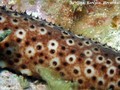 foto de buceo