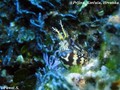foto de buceo