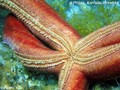 foto de buceo