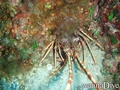 foto de buceo