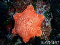 foto de buceo