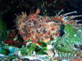 foto de buceo