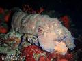 foto de buceo
