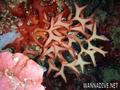 foto de buceo