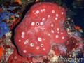 foto de buceo