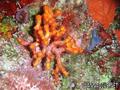 foto de buceo