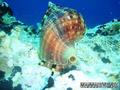 foto de buceo
