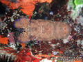 foto de buceo
