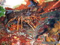 foto de buceo