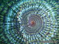 foto de buceo