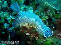 foto de buceo