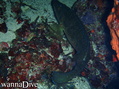 foto de buceo