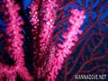 foto de buceo
