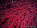 foto de buceo