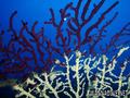 foto de buceo