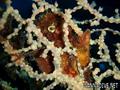 foto de buceo