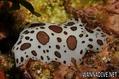 foto de buceo