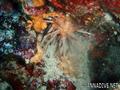 foto de buceo