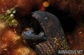 foto de buceo