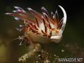 foto de buceo
