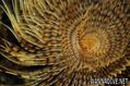 foto de buceo