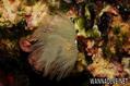 foto de buceo