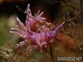 foto de buceo