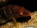 foto de buceo