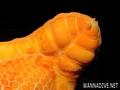 foto de buceo