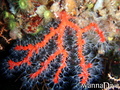 foto de buceo