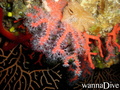 foto de buceo