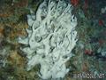 foto de buceo
