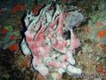 foto de buceo