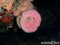 foto de buceo