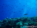 foto de buceo