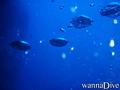 foto de buceo