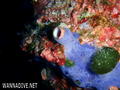 foto de buceo