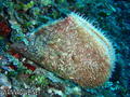 foto de buceo