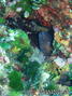 foto de buceo