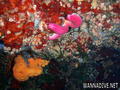 foto de buceo
