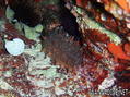 foto de buceo