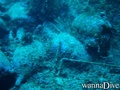 foto de buceo