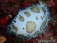foto de buceo