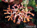 foto de buceo