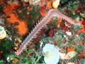 foto de buceo
