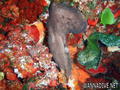 foto de buceo