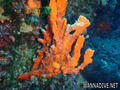 foto de buceo