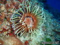 foto de buceo