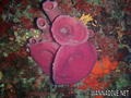 foto de buceo