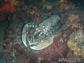 foto de buceo